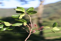 Elaeocarpus gaussenii